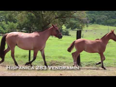 LOTE 22 - Hispânica 283 Vendramin