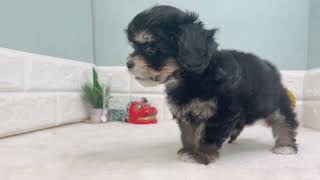 ハーフ犬の動画01