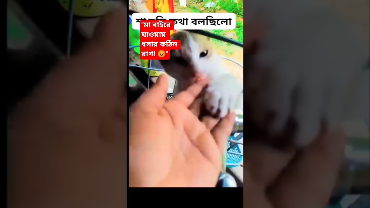 Angry Dhosa! 😡 মা একটু বাইরে গেছে আর ওর রাগ দেখে আমি তো শেষ! 😂 #CatLover #Dhosa #Viral