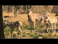 Somali Wild Ass Foals Born