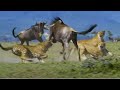 Exciting Battle Cheetah Vs Wildebeest Showdown