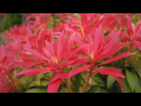 Is this the best evergreen shrub to grow? #my 4 best varieties of Pieris! #best #shrubs #red #robin