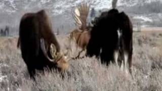 preview picture of video 'Bull Moose Herd, Jackson Hole Wyoming'