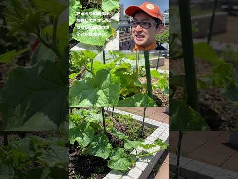 収量を促進するキュウリの仲間は何ですか?自分自身を教育してください！  庭園