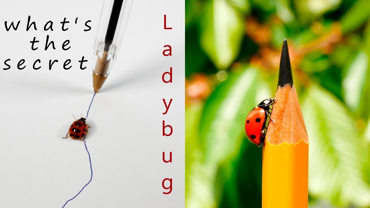 Ladybug Follows Line