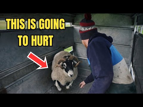 Turning out the Swaledale tups didn't end well!!