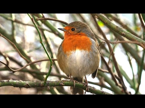04.01.26 - Zutrauliches Rotkehlchen
