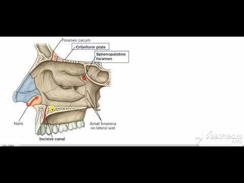 Nasal cavity gateways