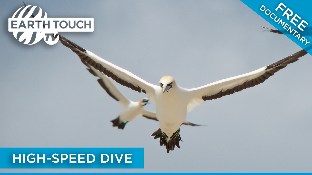 Nature's Dive Bombers – Gannets are the Ocean's Superheroes | Full-length Movie