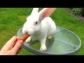 Забавный белый Новозеландский кролик кушает морковку, забавное кормление ...