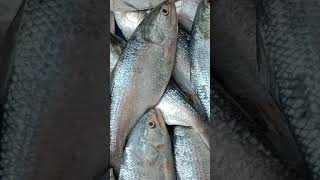 Download lagu Hilsa Fish in fish market | RS-500 | #Shorts mp3