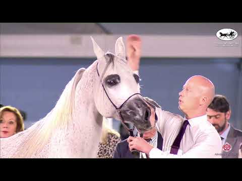 N 132 CANARI BHM   Fujairah AH Championship 2022   Mares 4+ Years Old Class 4B