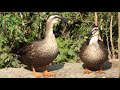 Chinese Spotbill