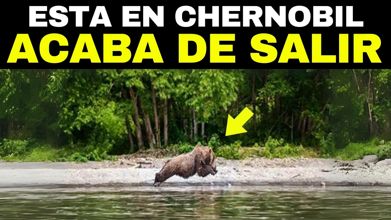 ¡Esta Foto Conmocionó A Todo Internet! Mira Lo Que Descubrió El Dron En El Bosque De Chernóbil!