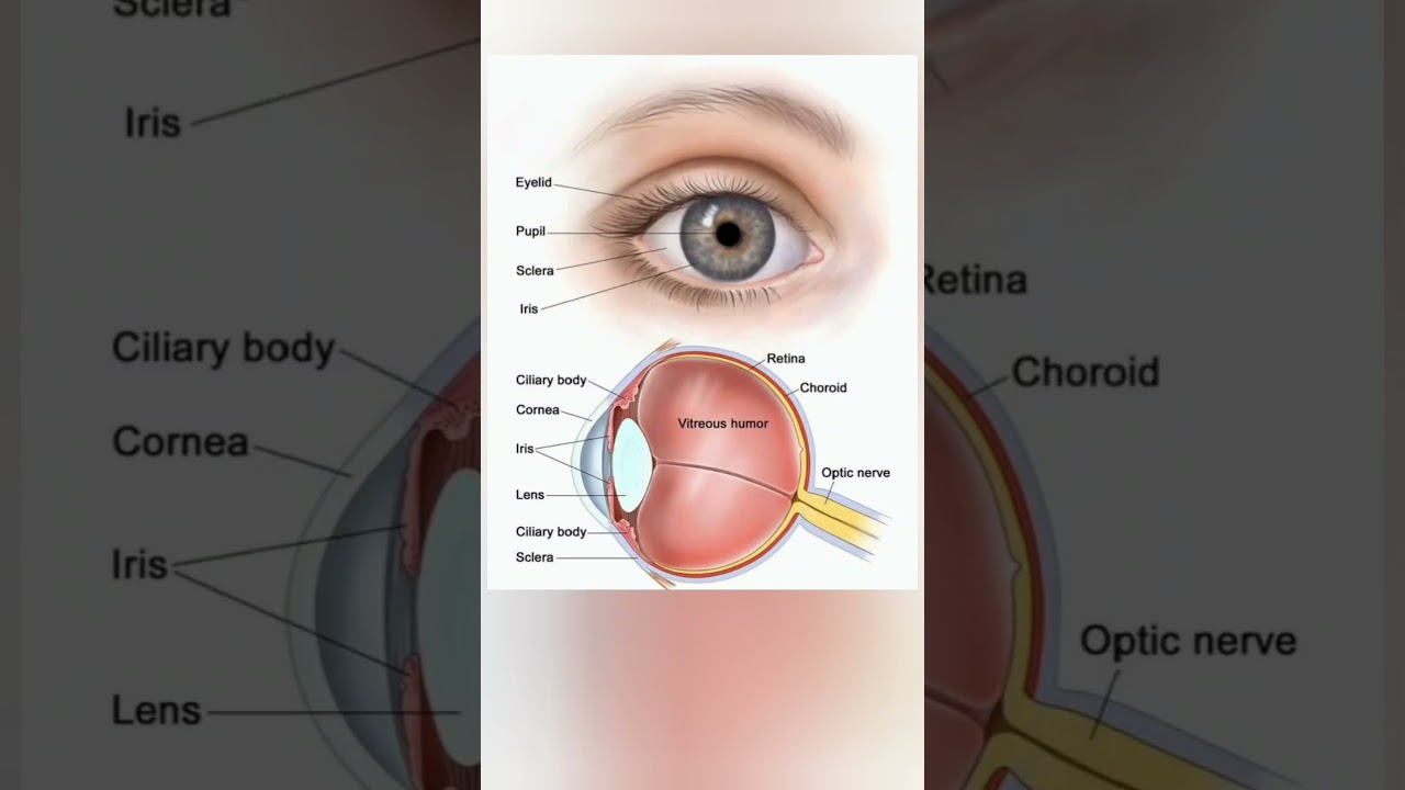 EYE ANATOMY|ANATOMY & PHYSIOLOGY#biology#ophtalmology#pediatricophthalmology#optometryschool#viral😳📚