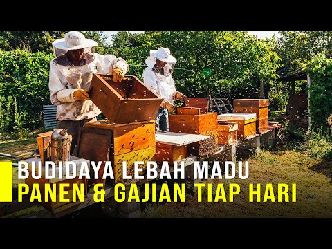 , title : 'Panen dan Gajian Tiap Hari Dari Budidaya Lebah Madu'