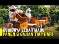 Panen Dan Gajian Tiap Hari Dari Budidaya Lebah Madu