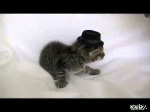 Jealous Cat Knocks Kitten's Hat Closed
