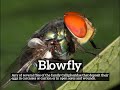 What is Blowfly? | How Does Blowfly Look? | How to Say Blowfly in English?