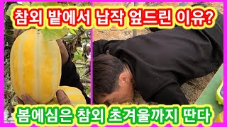 참외 밭에서 납작 엎드린 이유는? 봄에 심은참외 초겨울까지 딴다~