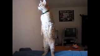 Standing Cat Video