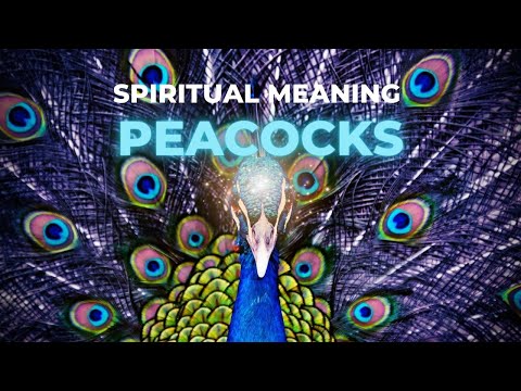 The Spiritual Symbolism of Peacocks: What They Truly Represent