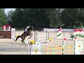 Vendita cavallo