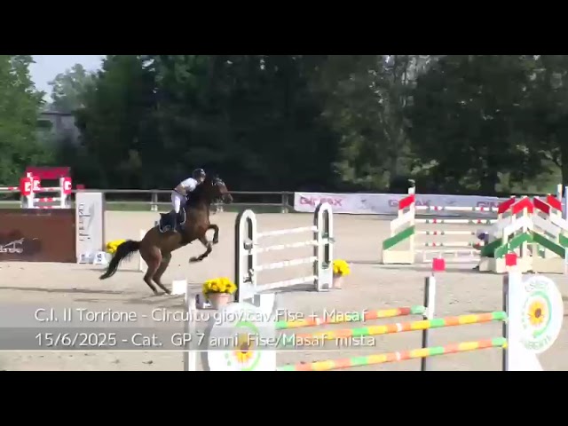 Vendita cavallo 