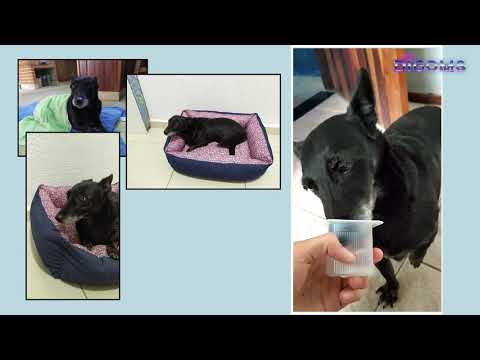 Frederica, a lobinha - Vídeo de despedida