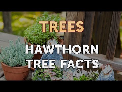 download lagu mp3 mp4 Hawthorn Tree, download lagu Hawthorn Tree gratis, unduh video klip Hawthorn Tree