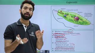 Class 11th – Kingdom Protista – Euglenoids | Biological Classification | Tutorials Point