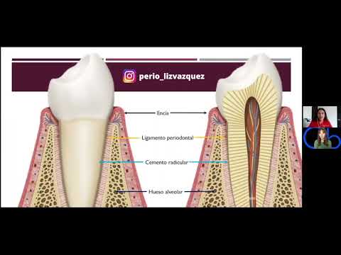 Periodonto y sus componentes