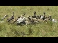 Vultures Feeding On Wildebeest Carcass
