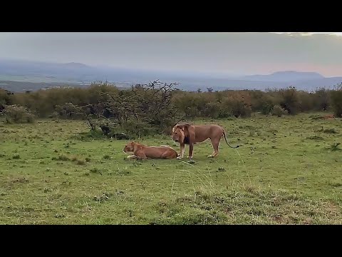 Molibany Male Lion with Lioness | Masaimara | 2 September 2025