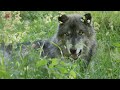 Verhalen over de wolf