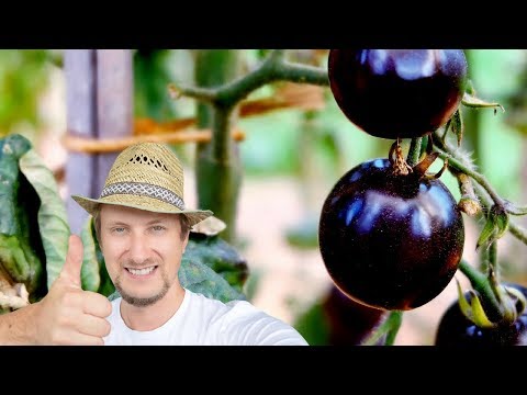 Der Haarausfall und das Ekzem Dass man wenn das Hautekzem essen kann
