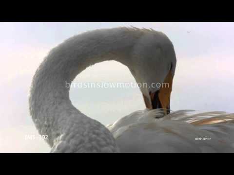 Swans Slow Motion Preening - 4 Shots