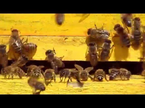 Albine Aprilie 13   2016  1 A M