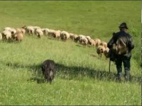 download lagu mp3 mp4 Hirtengedicht, download lagu Hirtengedicht gratis, unduh video klip Hirtengedicht