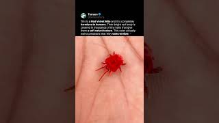 This Looks Like a Tiny Fuzzy Spider 🔴