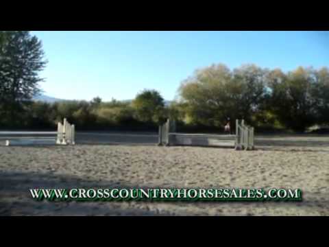 Avanna 2005 16'2 Dutch Mare by ISF Riverman! Offered For Sale!