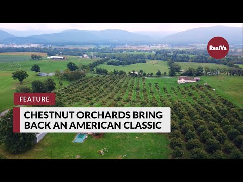Chestnut Orchards Bring Back an American Classic