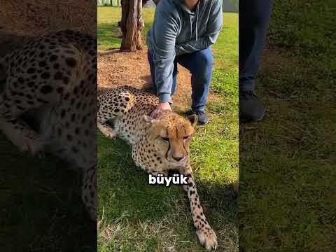Çitalar Neden Bu Kadar Sakin?