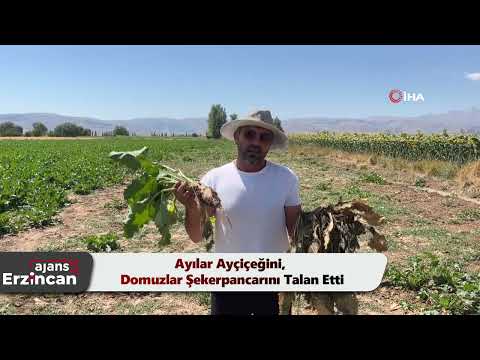 Ayılar Ayçiçeğini, Domuzlar Şekerpancarını Talan Etti