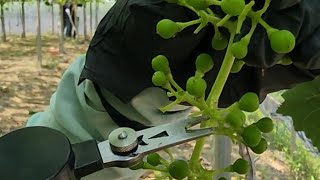 포도 알솎기 하는법! 전동 과일 알솎기