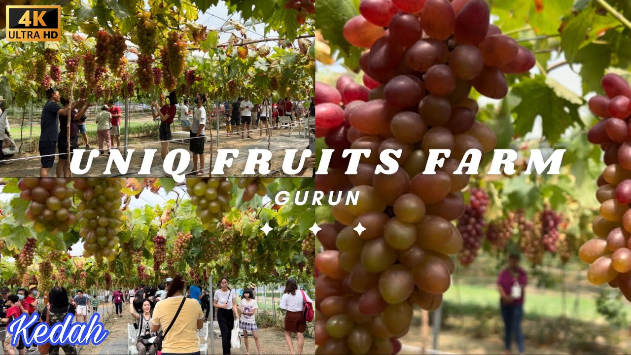 Relaxing 🍇 Kedah Gurun Uniq Fruits farm Grapes nature Rubber Palm Trees 🌴 放松的吉打葡萄园农场 天然橡胶棕榈树 🪵