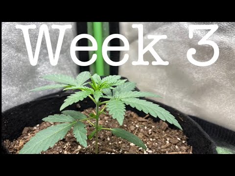 Growing autoflowering cannabis with grow dots! Week 3/week10/chop