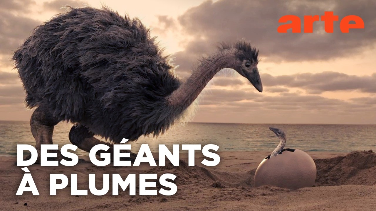 Le mystère des oiseaux géants | Documentaire | ARTE