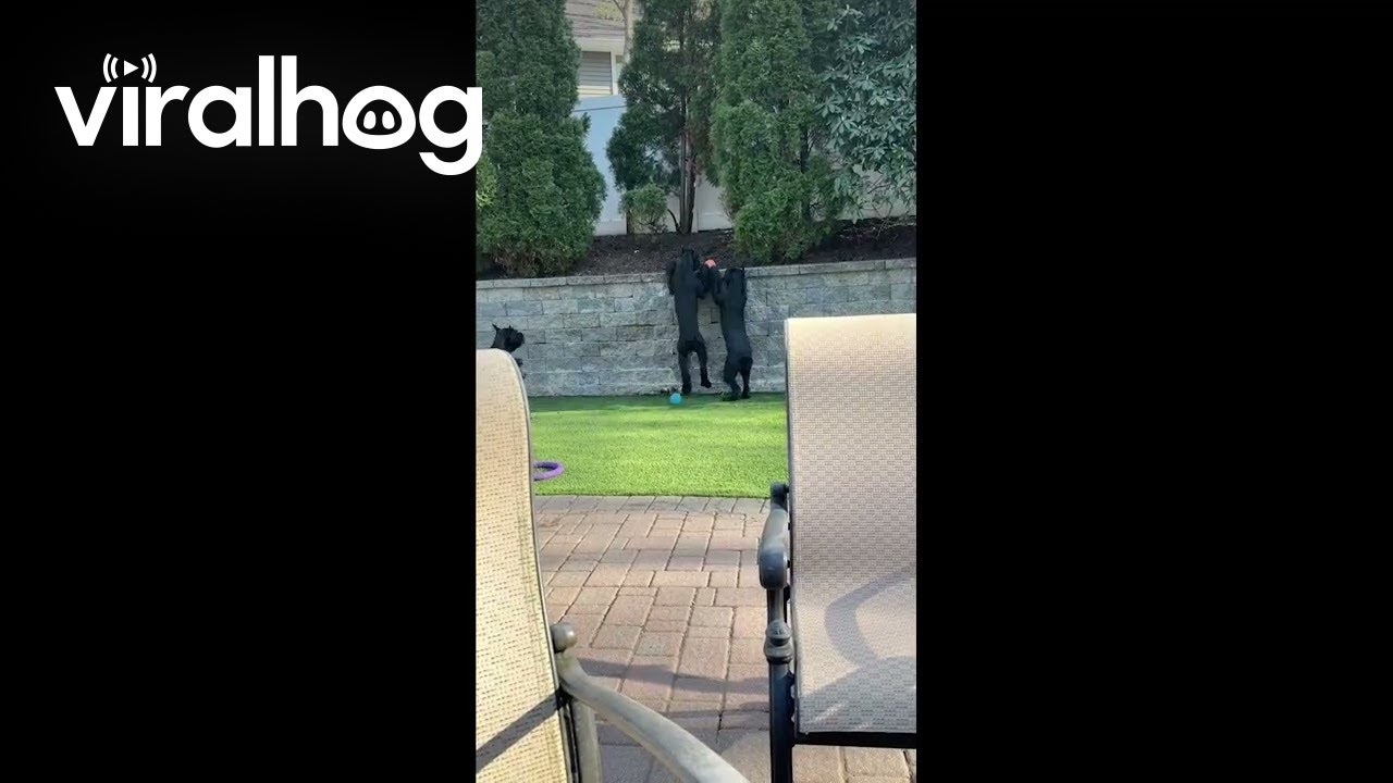 Three Giant Schnauzers VS a Wall || ViralHog