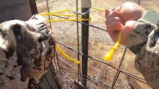 How I set Up My Guillotine Style hog trap